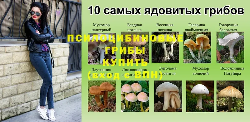 Псилоцибиновые грибы Psilocybine cubensis Челябинск